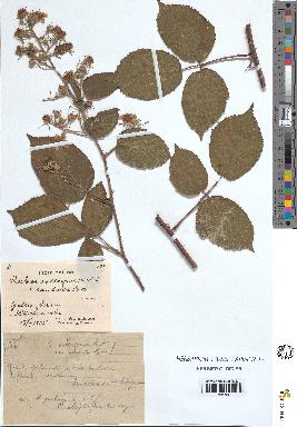 spécimen de Rubus vallisparsus