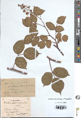 spécimen de Rubus vallisparsus