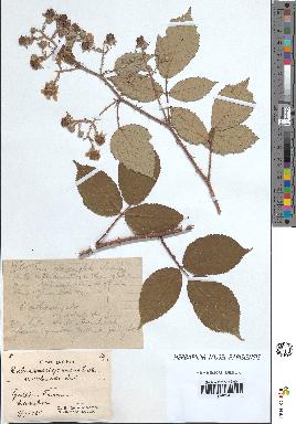 spécimen de Rubus vallisparsus