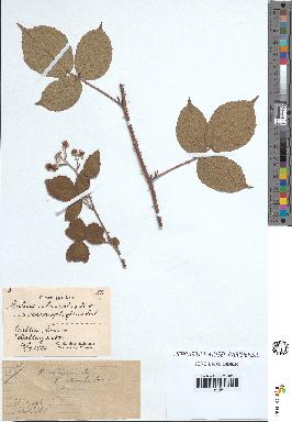 spécimen de Rubus vallisparsus