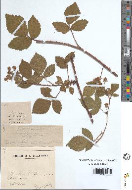 spécimen de Rubus vallisparsus