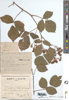 spécimen de Rubus vallisparsus