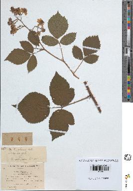 spécimen de Rubus obscurus