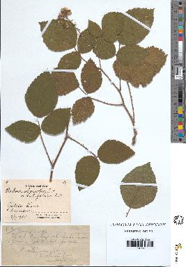 spécimen de Rubus vallisparsus