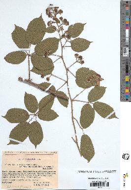 spécimen de Rubus vallisparsus