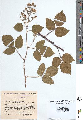 spécimen de Rubus vallisparsus