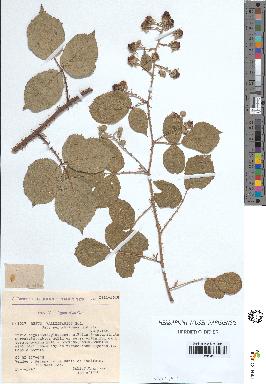 spécimen de Rubus vallisparsus