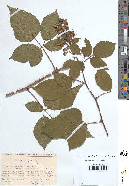 spécimen de Rubus vallisparsus