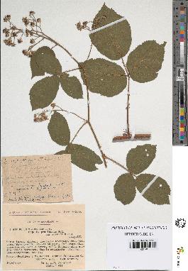 spécimen de Rubus glaucellus