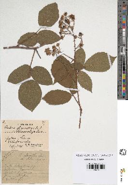 spécimen de Rubus glaucellus