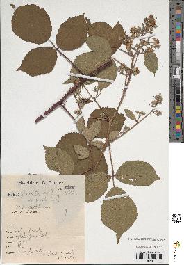 spécimen de Rubus glaucellus