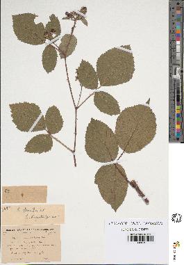 spécimen de Rubus glaucellus