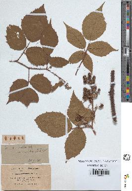 spécimen de Rubus koehleri