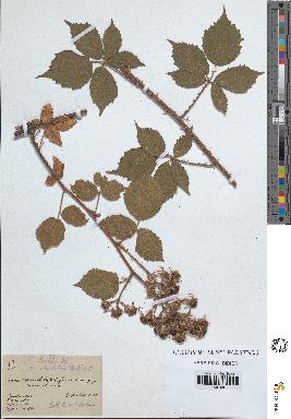 spécimen de Rubus koehleri