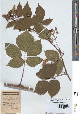 spécimen de Rubus koehleri