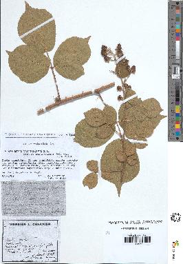 spécimen de Rubus vallisparsus