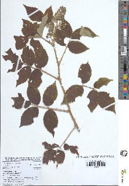 spécimen de Rubus pinnatus