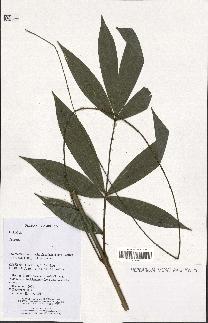 spécimen de Calamus sp.