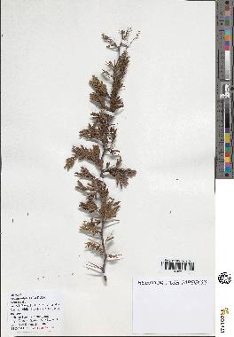 spécimen de Acacia nilotica