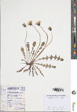 spécimen de Taraxacum campylodes