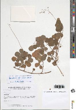 spécimen de Desmodium adscendens