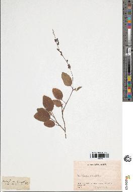 spécimen de Desmodium gangeticum