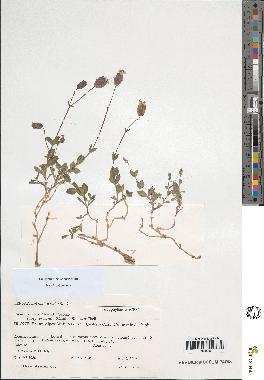 spécimen de Silene vulgaris