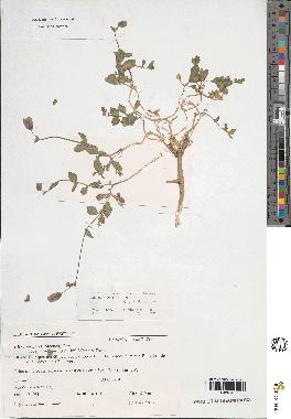 spécimen de Silene vulgaris