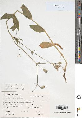 spécimen de Silene vulgaris