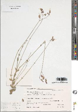 spécimen de Silene vulgaris