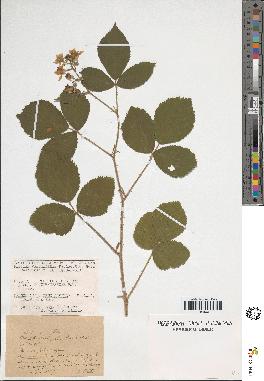 spécimen de Rubus foliosus