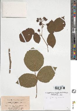 spécimen de Rubus foliosus