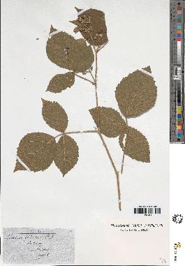 spécimen de Rubus foliosus