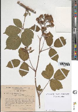 spécimen de Rubus foliosus