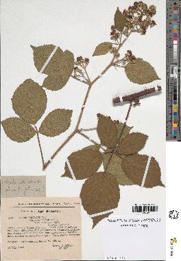 spécimen de Rubus foliosus