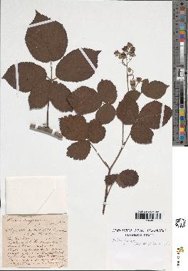 spécimen de Rubus foliosus