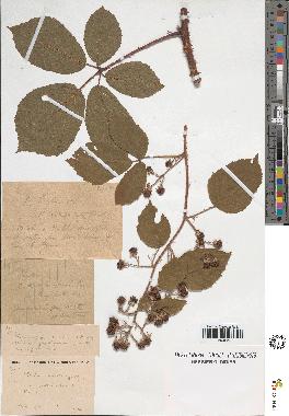 spécimen de Rubus fuscus