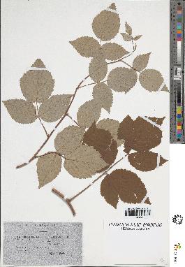 spécimen de Rubus idaeus