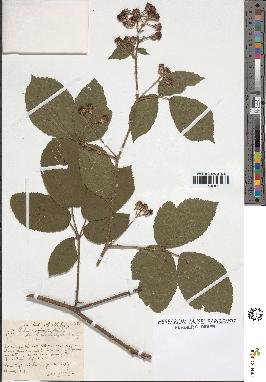 spécimen de Rubus insericatus