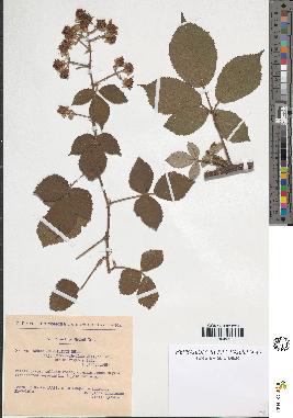 spécimen de Rubus insericatus