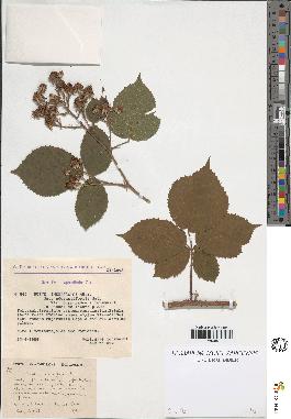 spécimen de Rubus insericatus