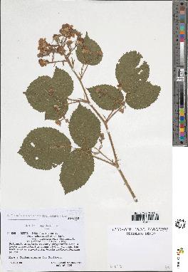 spécimen de Rubus insericatus