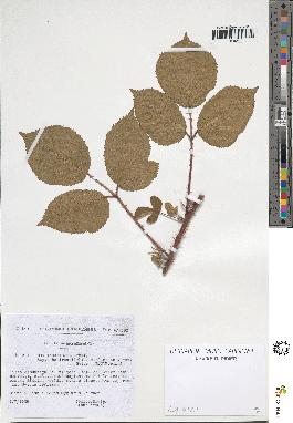 spécimen de Rubus insericatus