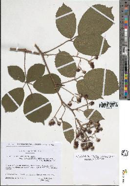 spécimen de Rubus insericatus