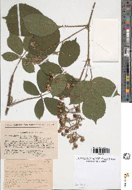 spécimen de Rubus insericatus