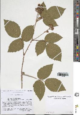 spécimen de Rubus insericatus