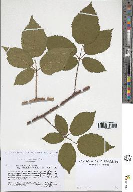 spécimen de Rubus insericatus