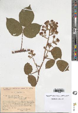 spécimen de Rubus koehleri