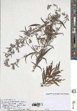 spécimen de Artemisia verlotiorum