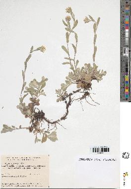 spécimen de Artemisia sp.